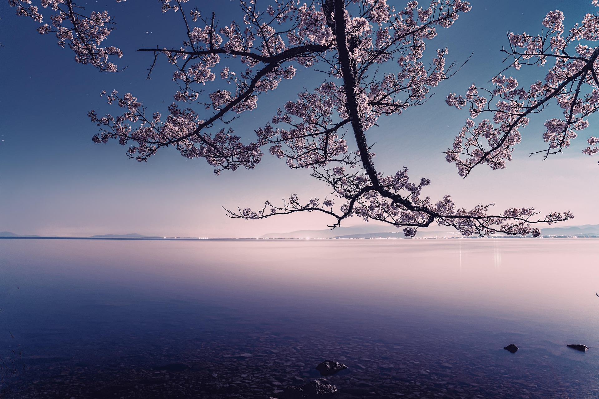Free Lake Cherry Blossoms photo and picture