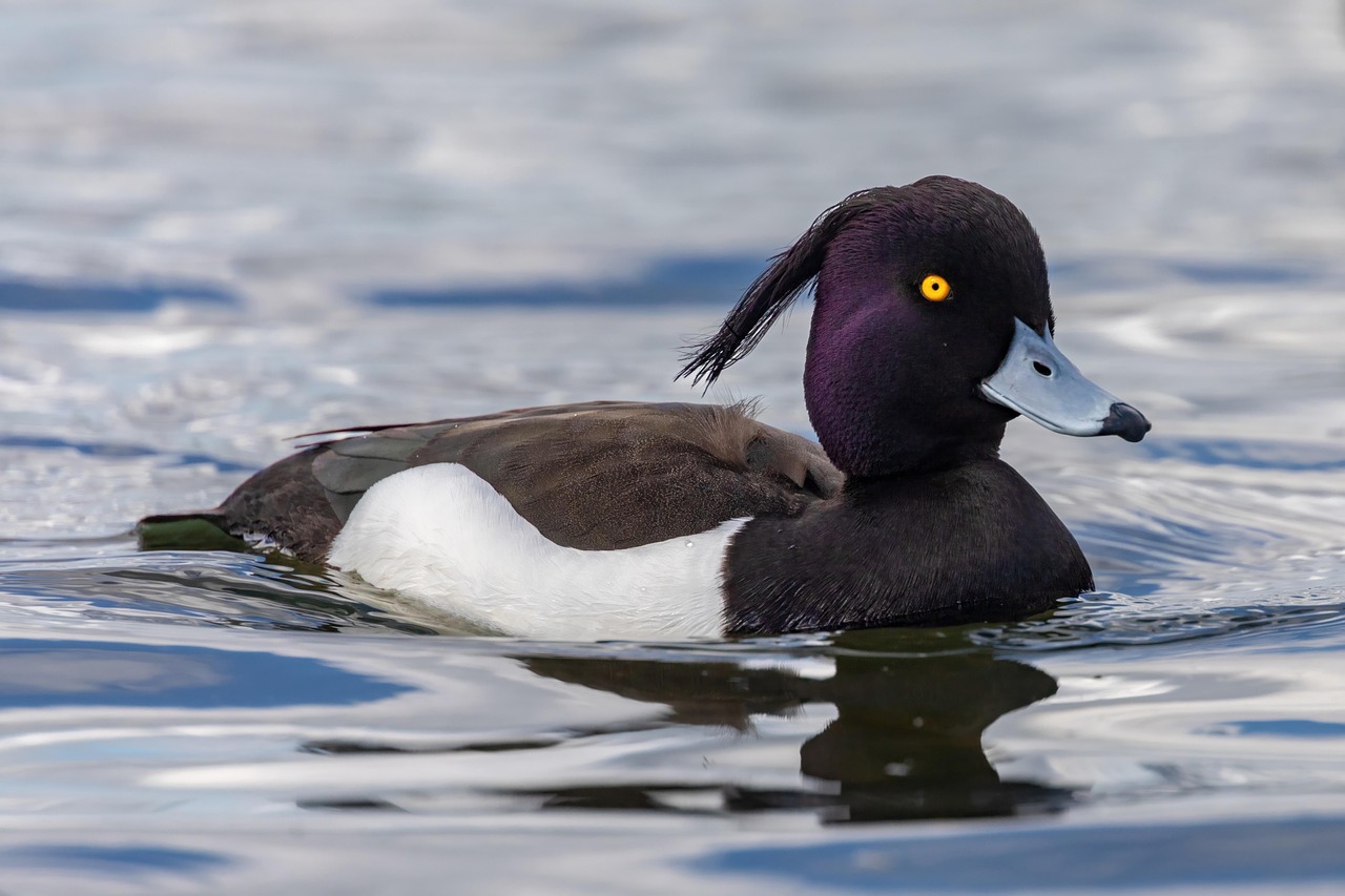 duck-tufted-bird-free-photo-on-pixabay