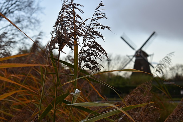 Free Netherlands Windmill photo and picture