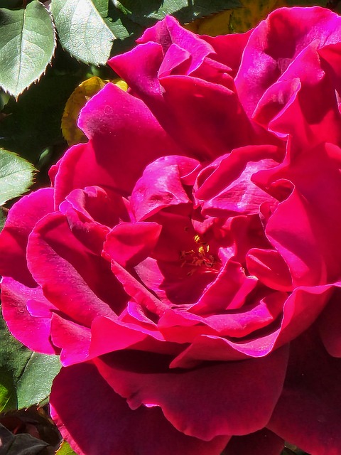 Free Rose Love photo and picture