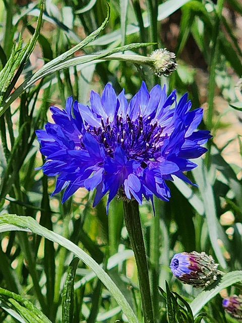 Free Purple Bachelor'S Button photo and picture