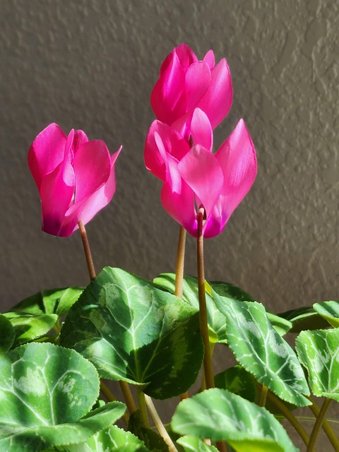 Free Sunlight Flowers photo and picture