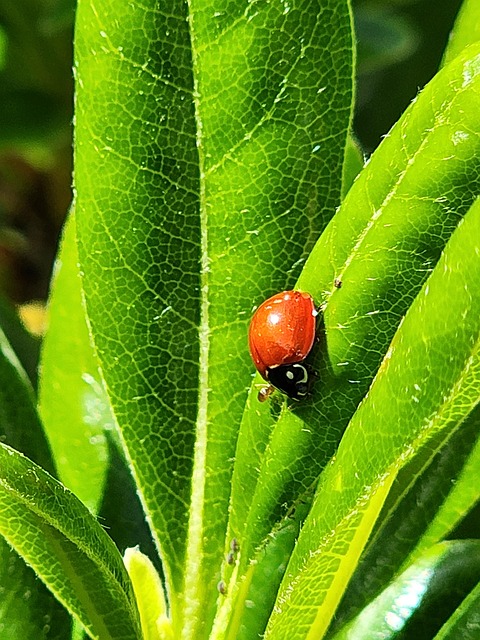 Free Close-Up Leaf photo and picture