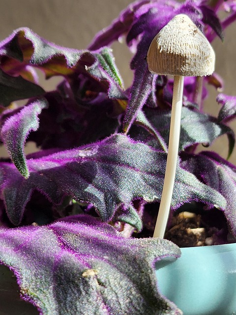 Free Mushroom Pot photo and picture