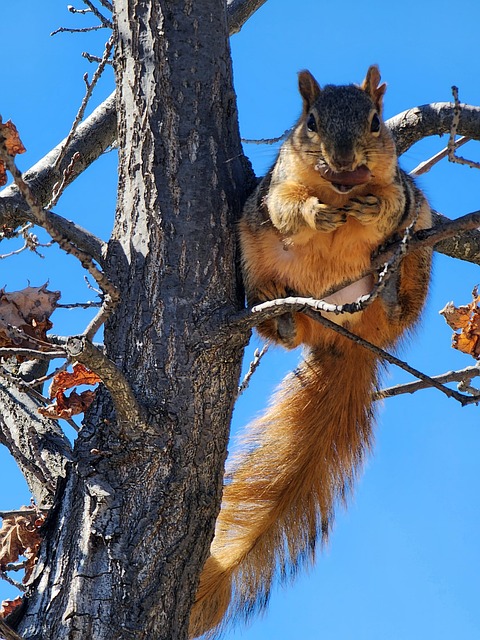 Free Squireel Nuts photo and picture