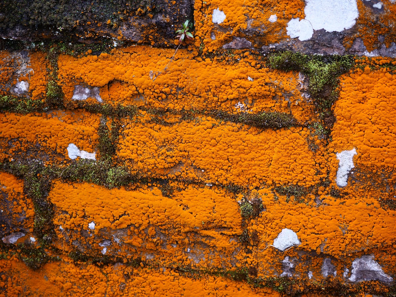 Texture Champignon Texture Champignon Coloré - Photo gratuite sur Pixabay - Pixabay