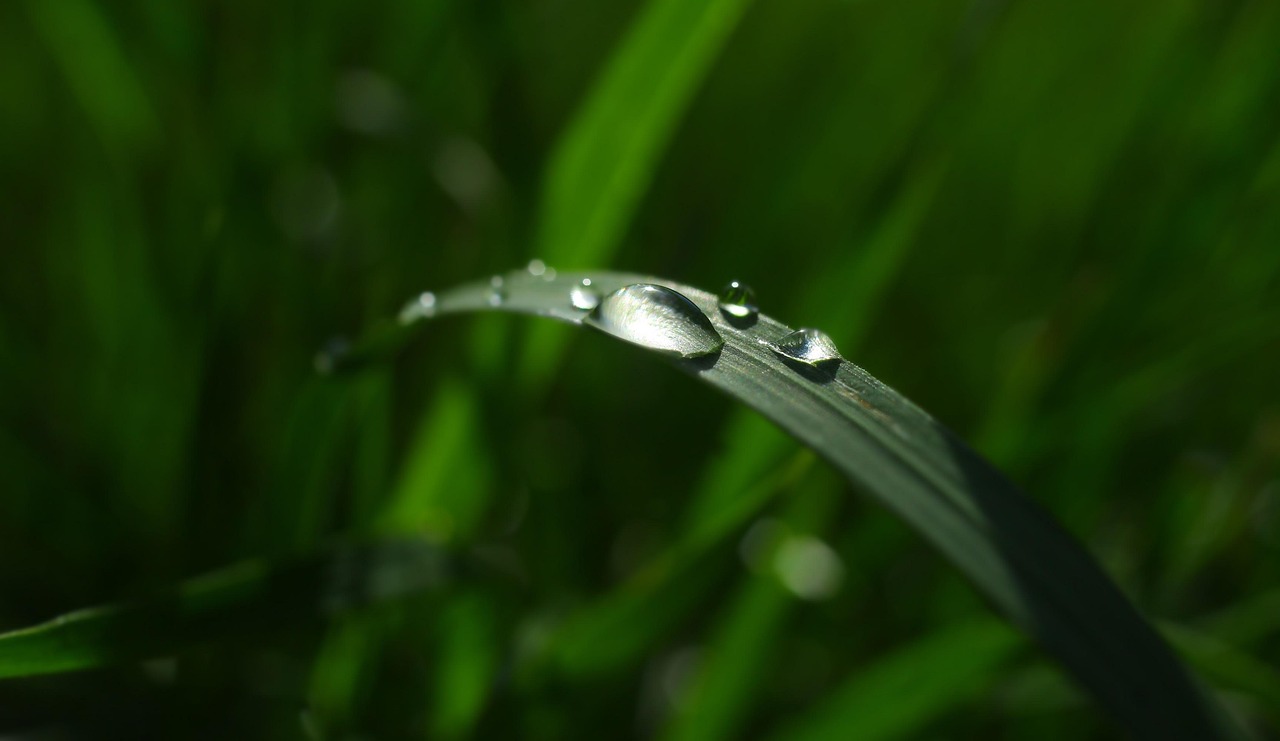 Gazon Brin D'Herbe Des Gouttes De - Photo gratuite sur Pixabay - Pixabay
