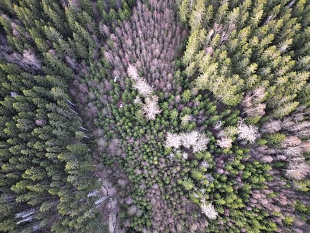 Bos, Bomen, Wildernis, Natuur, Landschap