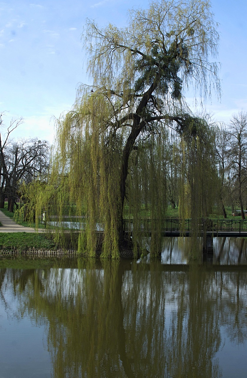 Baum Park - Kostenloses Foto auf Pixabay - Pixabay
