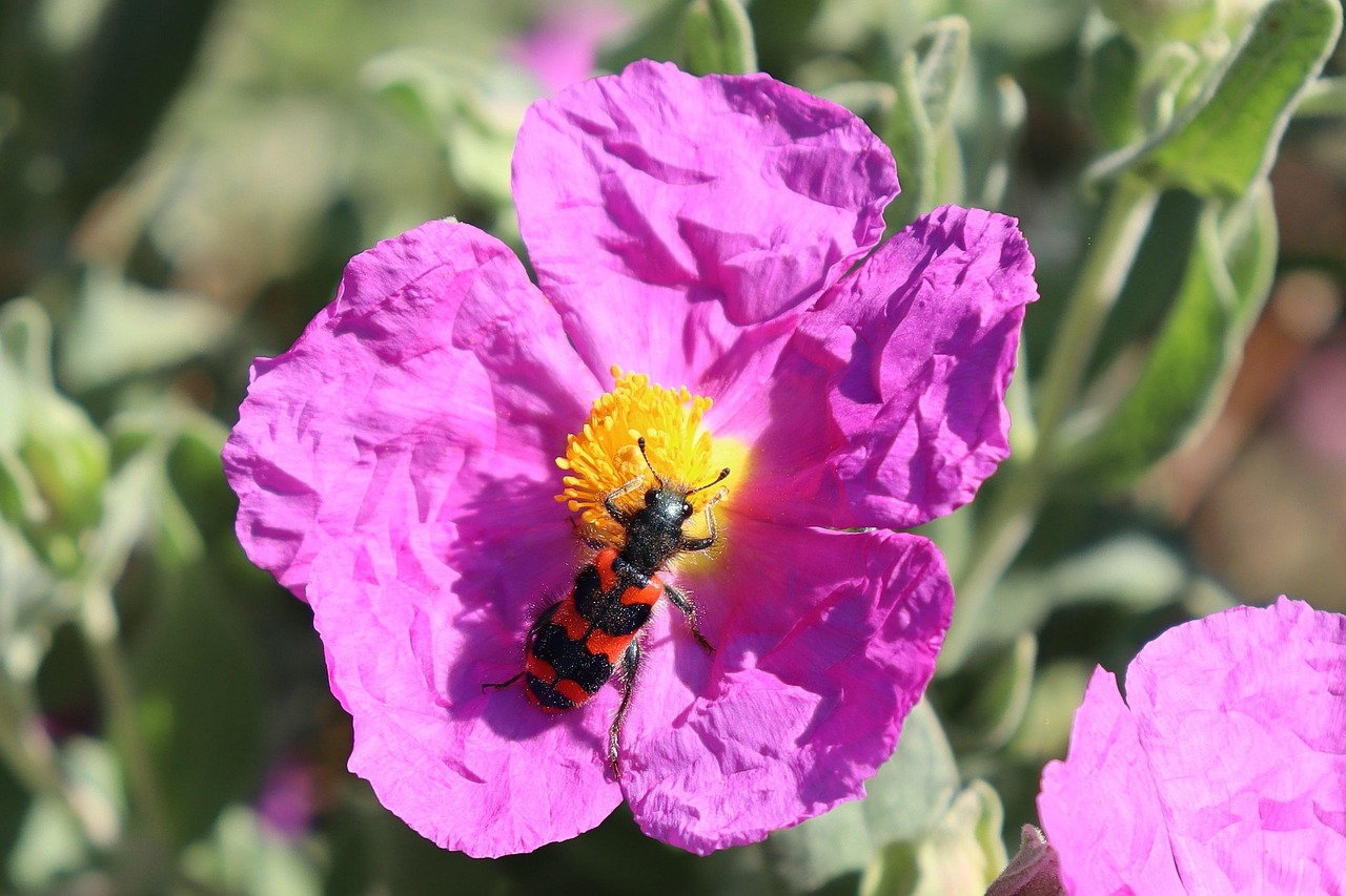 Purple Flower Pollination Beetle Free photo on Pixabay