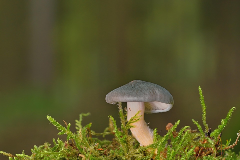 Mushroom Moss Forest Floor - Free photo on Pixabay