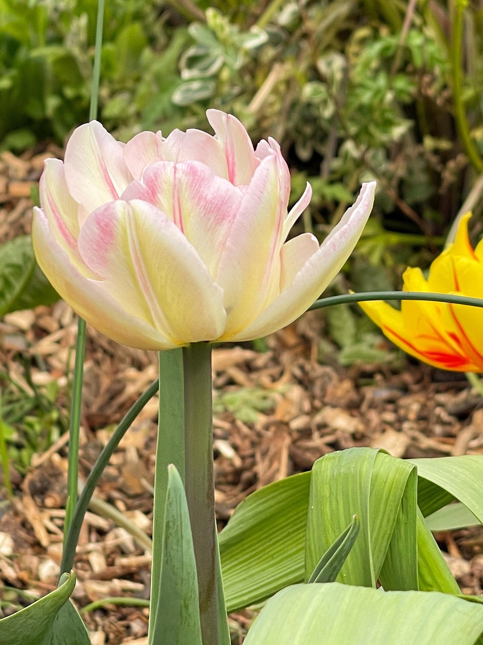 PinkAndWhite Tulip Flower Free photo on Pixabay Pixabay