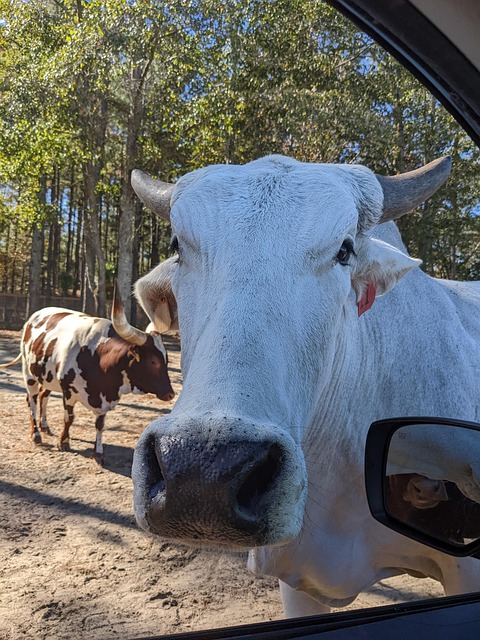 Cow Cattle Livestock - Free photo on Pixabay - Pixabay