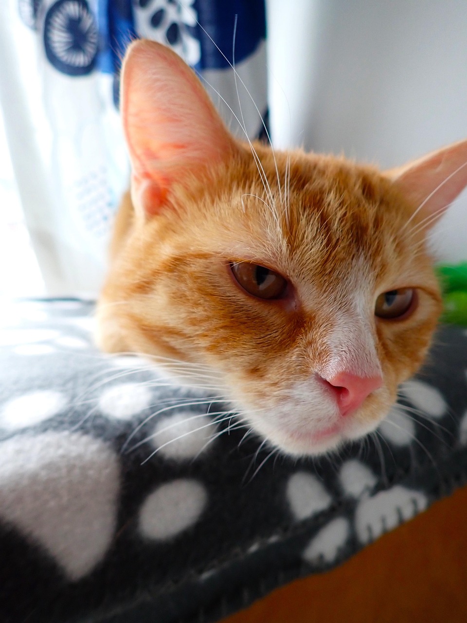 猫 五 姜猫 - Pixabay上的免费照片 - Pixabay