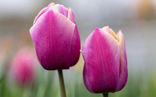 Free Tulips Pink Tulips photo and picture