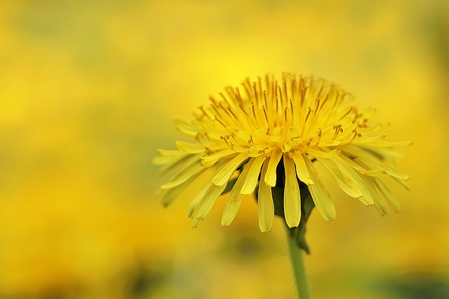 Free Flower Yellow Flower photo and picture