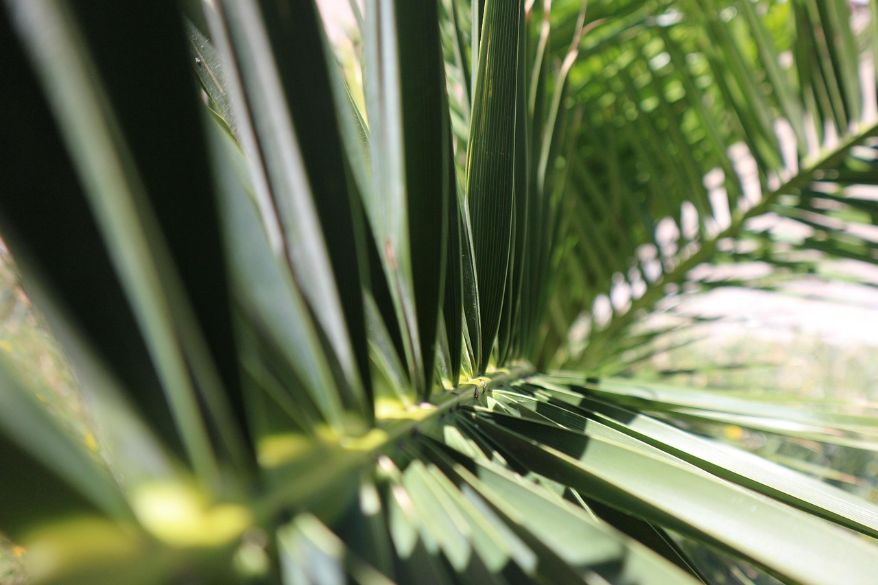 nature-palm-tree-green-free-photo-on-pixabay-pixabay