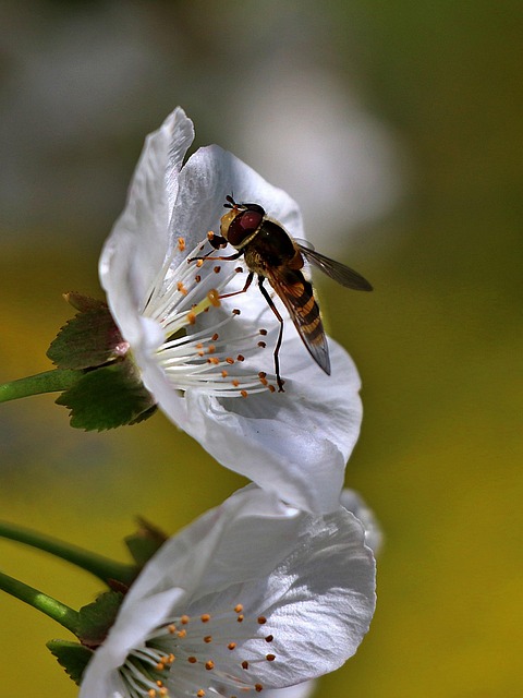 Free Fruit Blossoms Insect photo and picture