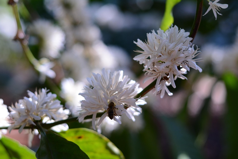 꽃 하얀색 흰 - Pixabay의 무료 사진 - Pixabay