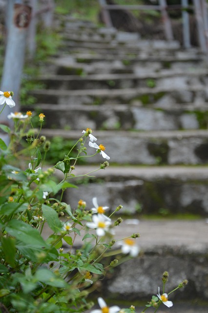 Free Flower Blossom photo and picture