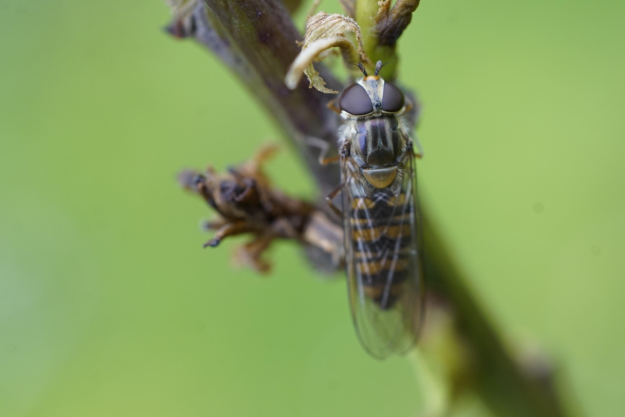 Hoverfly Syrphidae Insect - Free photo on Pixabay