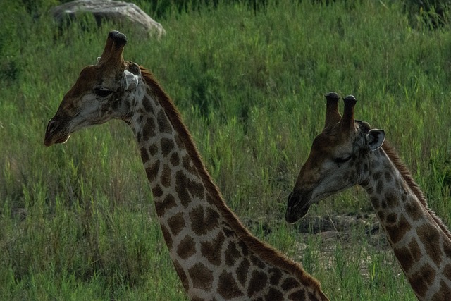 Giraffe, Säugetier, Natur, Tierwelt