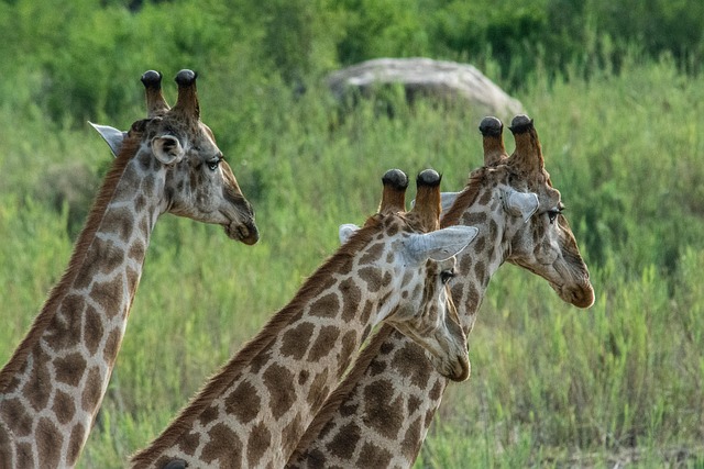 Giraffe, Säugetier, Natur, Tierwelt