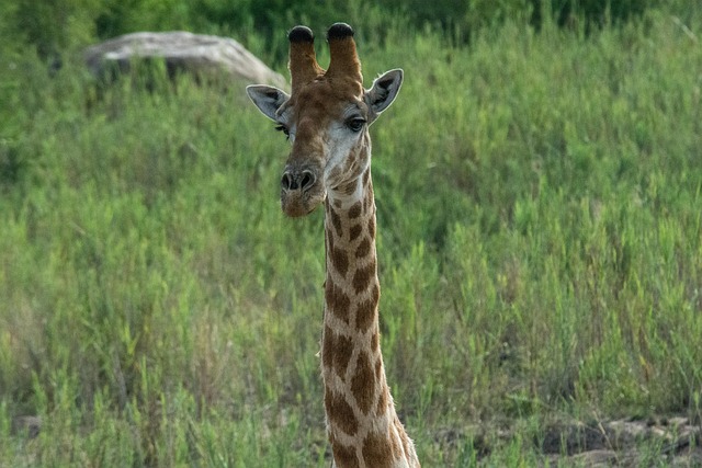 Giraffe, Tier, Natur, Tierwelt