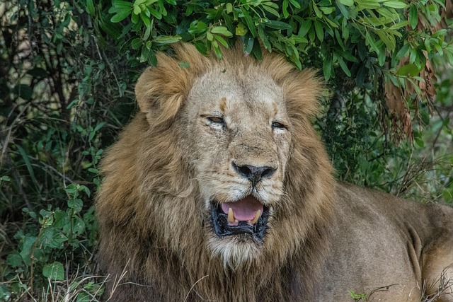 Löwe, Afrikanische Löwe, Raubtier, Tier