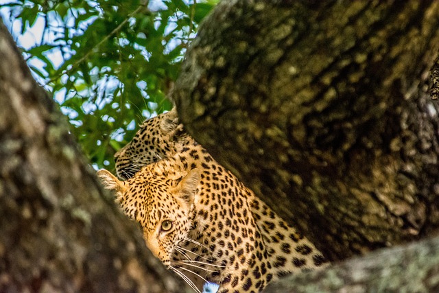 Leopard, Katze, Große Katze, Wildkatze