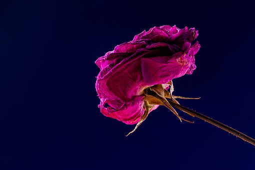 Bloem, Roos, Natuur, Bloem Achtergrond