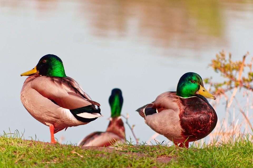Ducks Birds Lake - Free photo on Pixabay