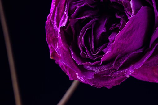 Bloem, Rose, Bud, Mooie Bloemen