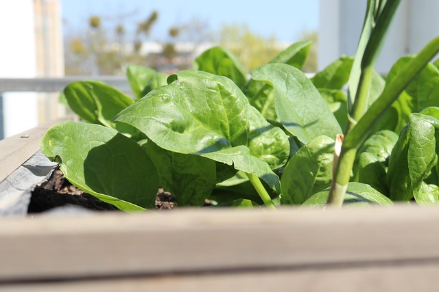Free Raised Bed Spinach photo and picture