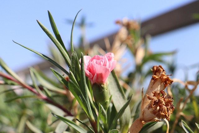 Free Clove Plant photo and picture