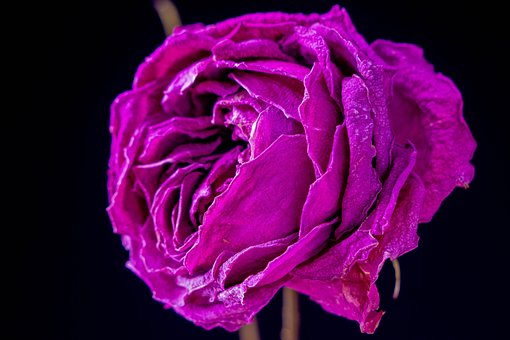 Bloem, Rose, Bud, Roos, Opgedroogd