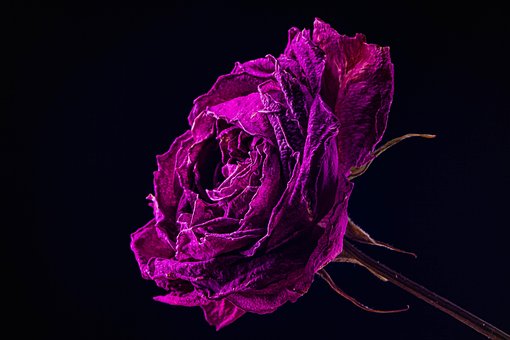 Bloem, Mooie Bloemen, Bloem Behang
