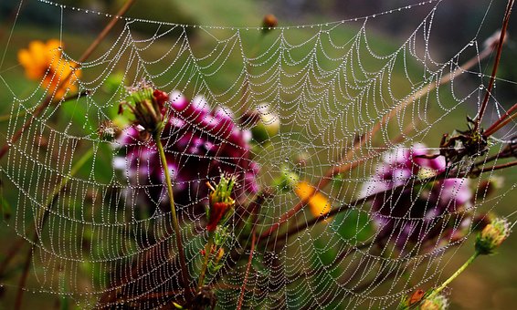 Free Spiders Web Dewdrops photo and picture