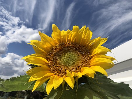 Free Flower Sunflower photo and picture