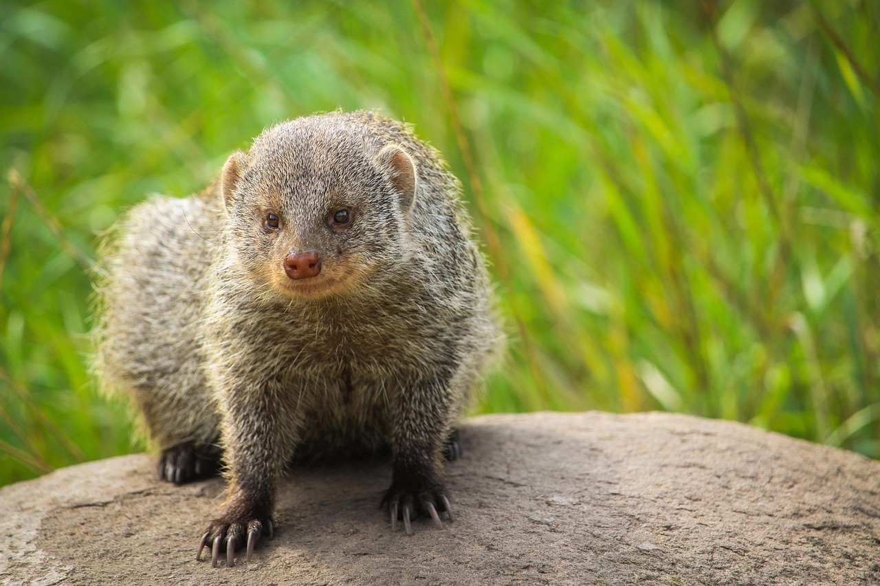 2 000 Free Mongoose Habitat Mongoose Images Pixabay