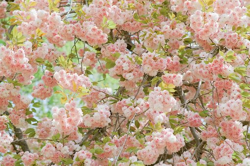 Free Flowers Cherry Blossoms photo and picture