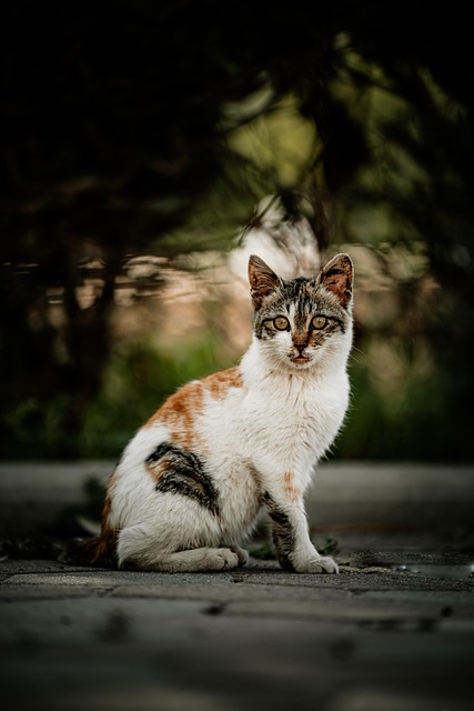 Free Cat Animal photo and picture