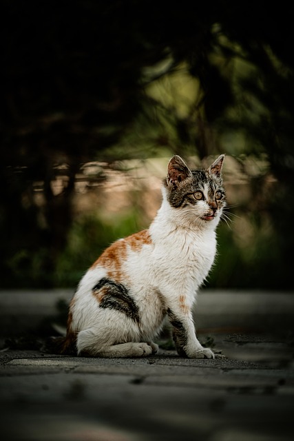 Free Nature Cat photo and picture