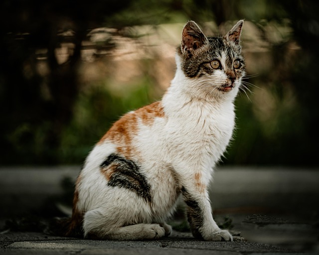 Free Nature Cat photo and picture