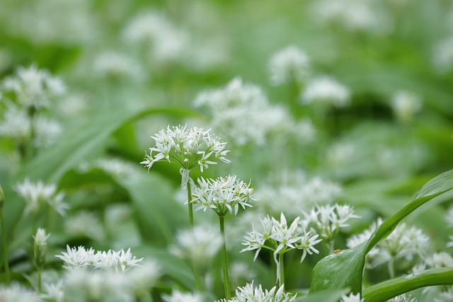 Free Wild Garlic Wild Garlic Blossom photo and picture