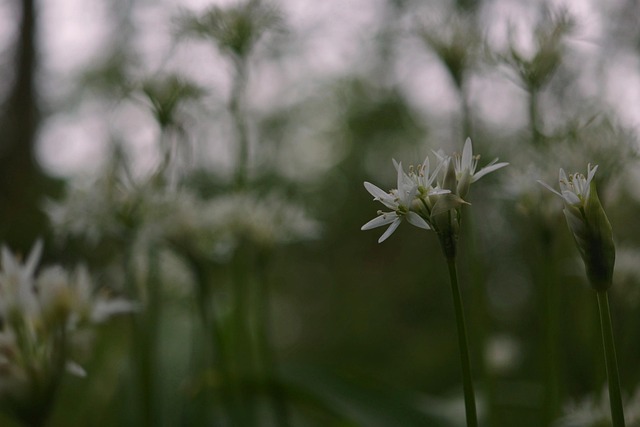 Free Wild Garlic Wild Garlic Blossom photo and picture