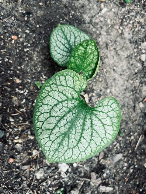 Free Leaf Plant photo and picture