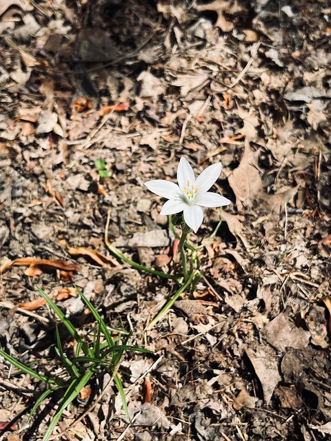 Free Flower Flora photo and picture