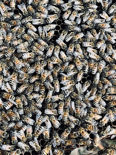 Free Bee Honey photo and picture