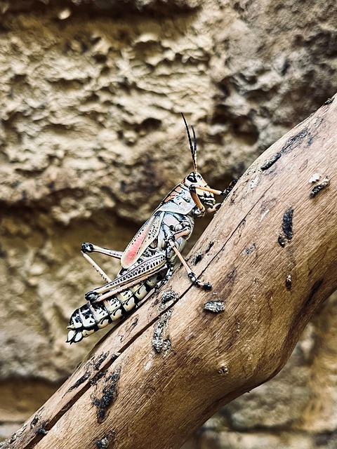 Free Grasshoper Nature photo and picture
